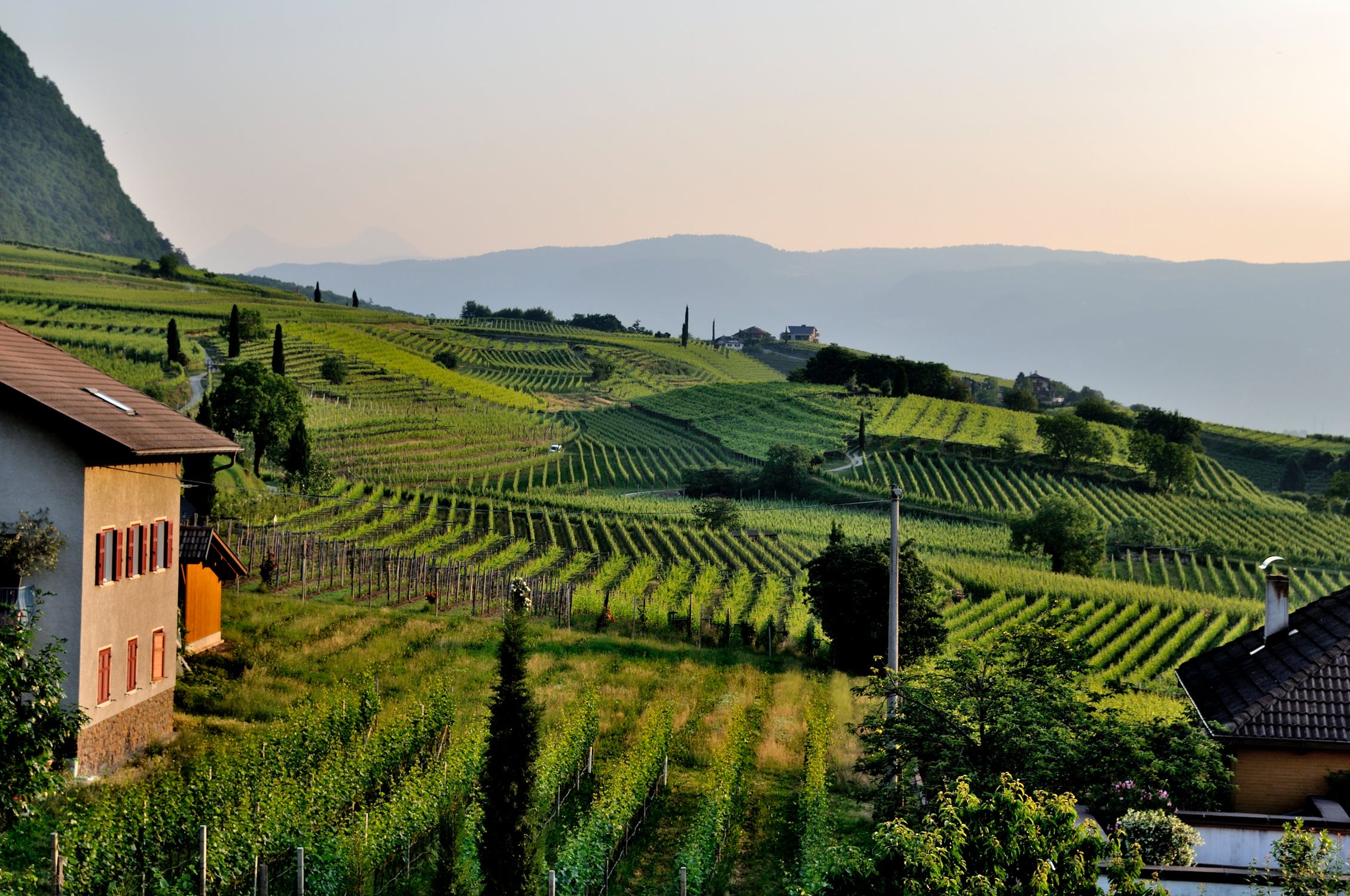 The Wineffect - News italiane per ogni costa del mondo - La Costa Group
